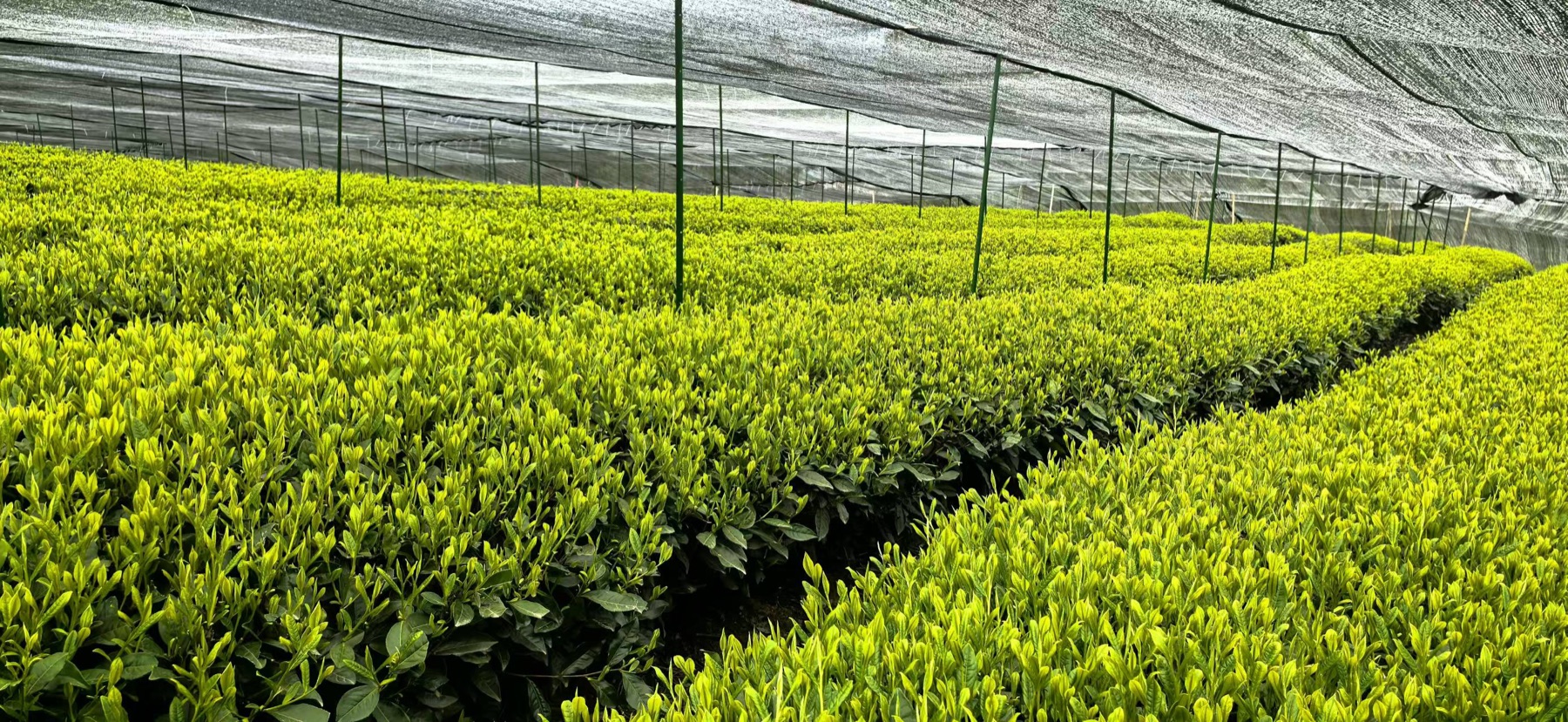 Tea plants growing under shade at a matcha tea garden